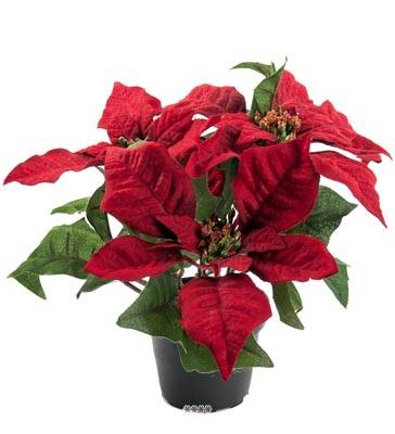 5 Fleurs Poinsettia Artificiel Rouge en pot H 26 cm