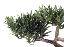 Pin Podocarpus Bonsaï Artificiel H 23 cm