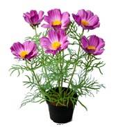 Fausse plantie fleurie, Cosmos en pot H 40 cm, Pourpre-rose