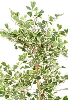 Ficus Triangularis factice en pot  troncs bois superbe H 120 cm D 90 cm