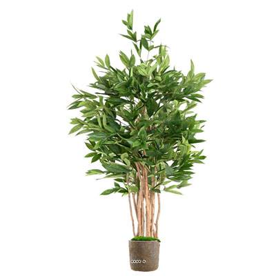 Superbe Dracaena surculosa arbre factice en pot  H 155 cm
