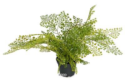 plante verte, adiantum artificiel en pot H 30 cm, D 45 cm
