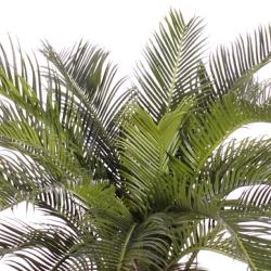 Cycas Artificiel Palmier en pot H 70 cm