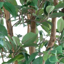 Ficus Benjamina Artificiel Arbre en pot troncs naturels H 150 cm Vert