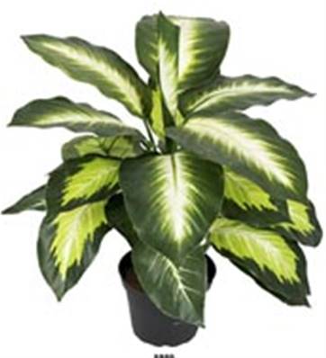 Plante Dieffenbachia Artificiel en pot H 38 cm