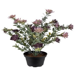 Succulente fleurie en pot en plastique, cactée fleurie Violet H 30 cm D 25 cm