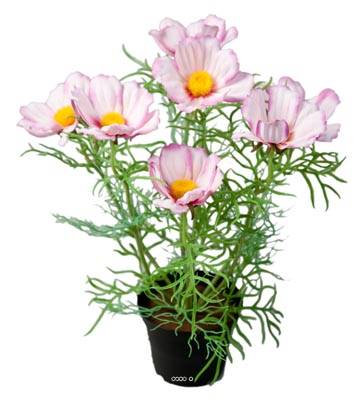 Fausse plante fleurie, Cosmos en pot H 40 cm, Pourpre-blanc