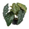 Fausse plante verte Tamaya artificiel en pot, H 30 cm