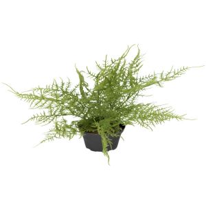 Asparagus plumosus, plante verte synthétique en pot H 30 cm, D 35 cm
