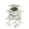 Rhipsalis cereuscula, plante verte synthétique retombante en pot L 100 cm, D 28 cm