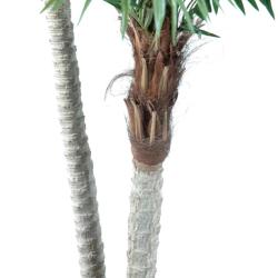 Phoenix Artificiel Palmier en pot H 250 cm 3 troncs