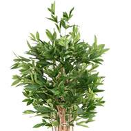 Superbe Dracaena surculosa arbre factice en pot  H 155 cm