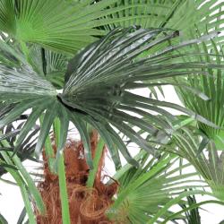 Chamaerops Washingtonia Artificiel Palmier H 380 cm