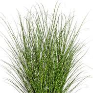 Faux Miscanthus Zebrinus factice Graminée H 120 cm D 80 cm en pot