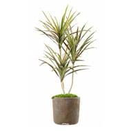 Faux Dracaena en pot H 140 cm Vert-rose