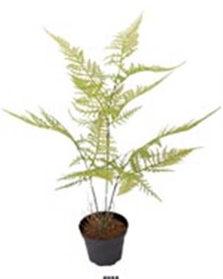Plante Feuillage Asparagus Plumosus Artificiel en pot H 45 cm