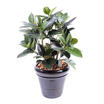 Faux Ficus elastica ou plante caoutchouc H 90 cm en pot