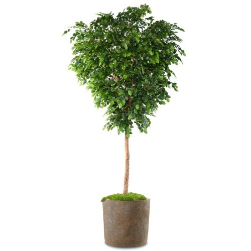 Hêtre Artificiel Arbre en pot Vert H 400 cm