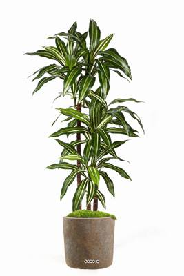 Dracaena Fragrans factice 3 troncs en pot Superbe H 120 cm D 60 cm Vert-Blanc