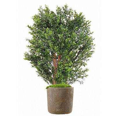 Faux buis en buisson sur tronc pour extérieur H 70 cm L 50 cm