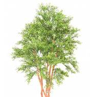 Faux Eucalyptus en pot ext  multri-troncs H 150 cm Vert