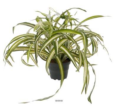 Plante Chlorophytum Artificiel en pot H 35 cm
