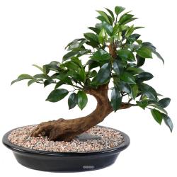 Bonsaï Ficus Artificiel H 40 cm D 41 cm en pot
