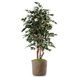 Ficus Exotique Artificiel Arbre en pot multitroncs naturels H 210 cm