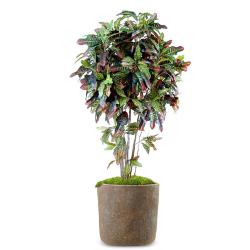 Croton Artificiel Arbre en pot Troncs Bois H 110 cm Vert-rouge