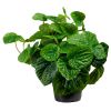 Peperomia artificiel en pot plante verte factice H 25 cm D 25 cm Feuillage dense et vert