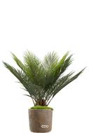 palmier cycas, plante verte synthétique en pot H 60 cm, D 60 cm