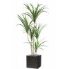 Dracaena factice en pot H 130 cm