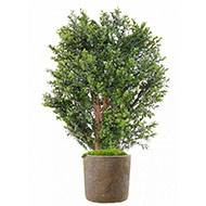 Faux buis en buisson sur tronc pour extérieur H 70 cm L 50 cm