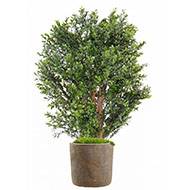 Faux buis en buisson sur tronc pour extérieur H 70 cm L 50 cm