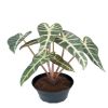 Fausse plante verte, Alocasia artificiel en pot, H 30 cm