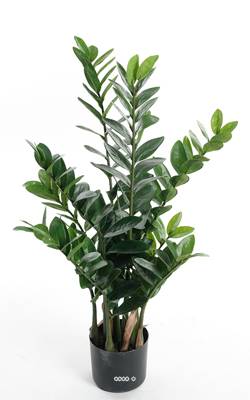 Zamioculcas zamiifolia en pot, artificiel H 90 cm, D 52 cm