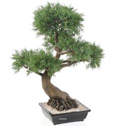 Bonsaï Genévrier Artificiel H 100 cm D 85 cm en pot