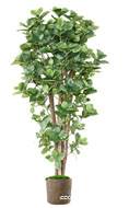 Superbe Clusia variegata arbre factice en pot  H 150 cm