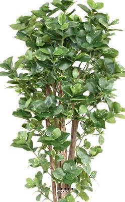 Superbe Clusia variegata arbre factice en pot  H 150 cm