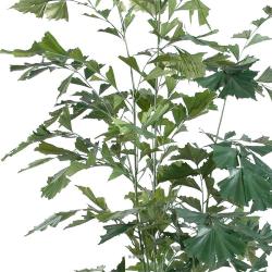Caryota Artificiel Palmier en pot H 190 cm