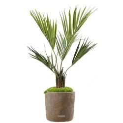 Palmier Kentia Artificiel Howea en pot H 100 cm