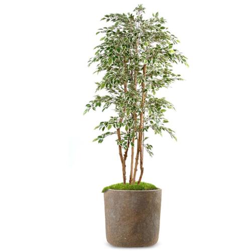 Ficus Natasja Artificiel Arbre en pot multitroncs bois H 180 cm Blanc-vert
